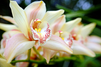 Картинка цветы орхидеи орхидея