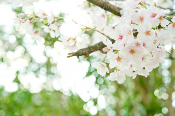 Картинка цветы цветущие+деревья+ +кустарники ветки дерево