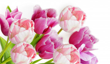 Картинка цветы тюльпаны