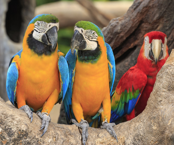 Обои картинки фото животные, попугаи, ветка, птицы, пара