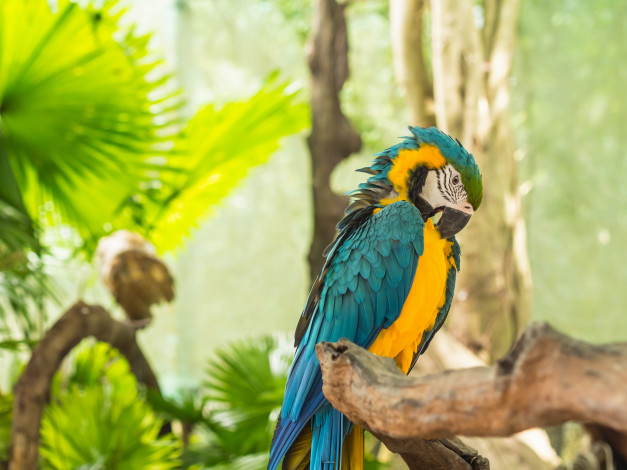 Обои картинки фото животные, попугаи, ветка, попугай, птица