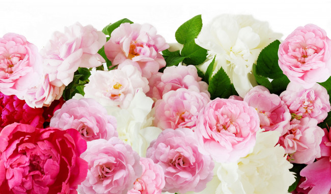 Обои картинки фото цветы, разные вместе, пионы, розы