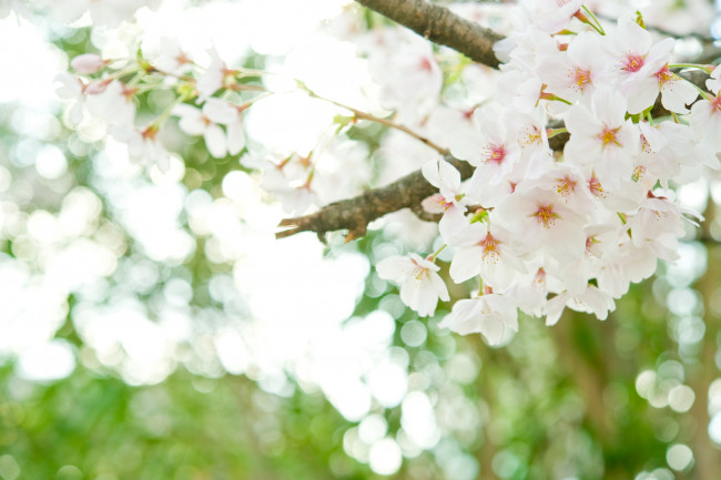 Обои картинки фото цветы, цветущие деревья ,  кустарники, ветки, дерево