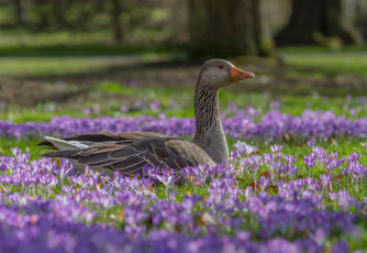 Картинка животные гуси красота крокусы гусь цветы поляна