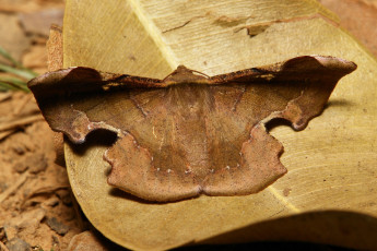 Картинка животные бабочки +мотыльки +моли мотылёк моль макро itchydogimages