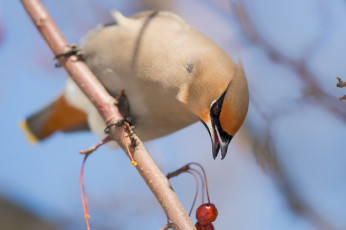 Картинка животные свиристели птица ветка ягода