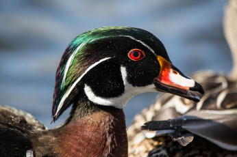 Картинка животные утки птица взгляд мандаринка утка