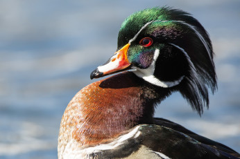 Картинка животные утки птица взгляд мандаринка утка