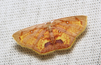 Картинка животные бабочки +мотыльки +моли бабочка моль макро itchydogimages