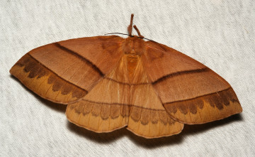 Картинка животные бабочки +мотыльки +моли моль мотылёк макро itchydogimages