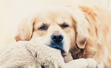 Картинка пёс животные собаки