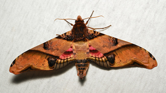 Обои картинки фото животные, бабочки,  мотыльки,  моли, itchydogimages, мотылёк, бабочка, моль, макро