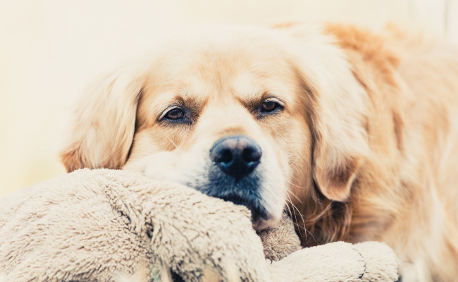 Обои картинки фото пёс, животные, собаки