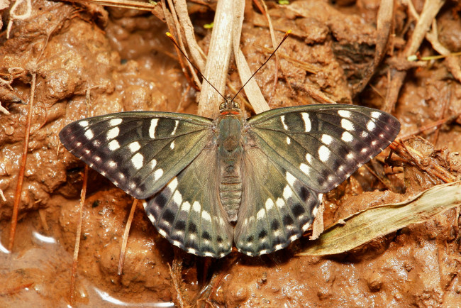 Обои картинки фото животные, бабочки,  мотыльки,  моли, бабочка, макро, itchydogimages