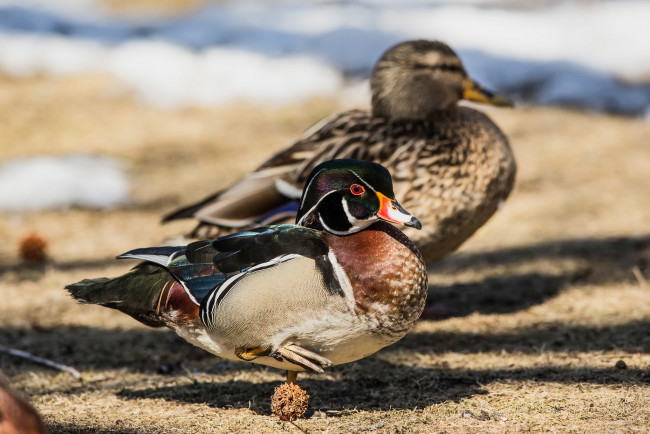 Обои картинки фото животные, утки, птица, взгляд, мандаринка, утка
