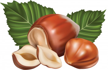 Картинка векторная+графика еда+ food орехи фон листья
