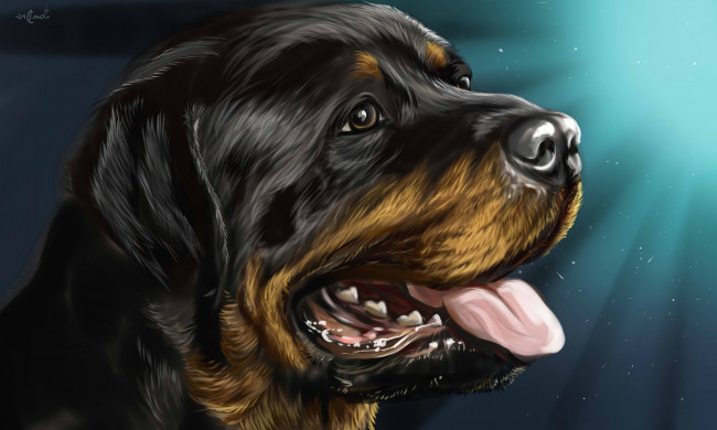 Обои картинки фото рисованное, животные,  собаки, собака, rottweiler, ротвейлер