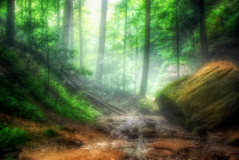 Картинка природа лес простор