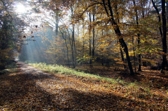 Картинка природа лес простор