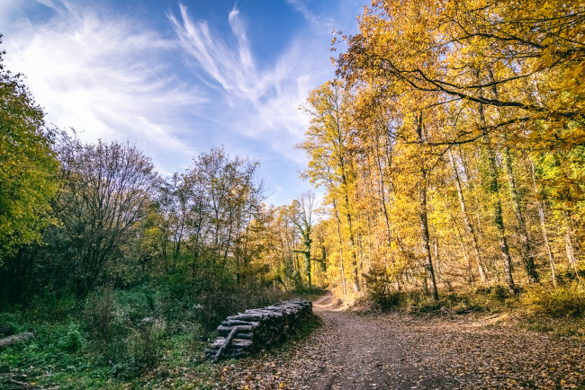 Обои картинки фото природа, лес, простор