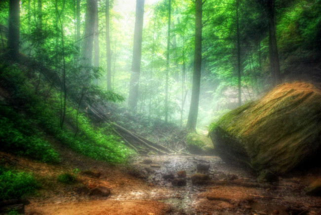 Обои картинки фото природа, лес, простор