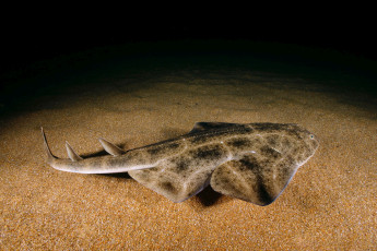 обоя squatina, животные, акулы, ангел, shark, акула, рыба, хищник, океан, море, вода, глубина, подводный, обитатели, опасность