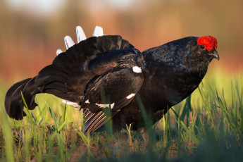Картинка тетерев животные глухари +тетерева косач птица трава