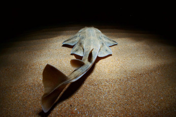 обоя squatina, животные, акулы, ангел, shark, акула, рыба, хищник, океан, море, вода, глубина, подводный, обитатели, опасность