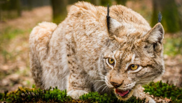 Картинка животные рыси рысь