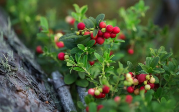 Картинка природа ягоды брусника