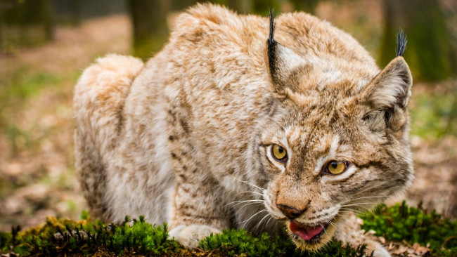 Обои картинки фото животные, рыси, рысь