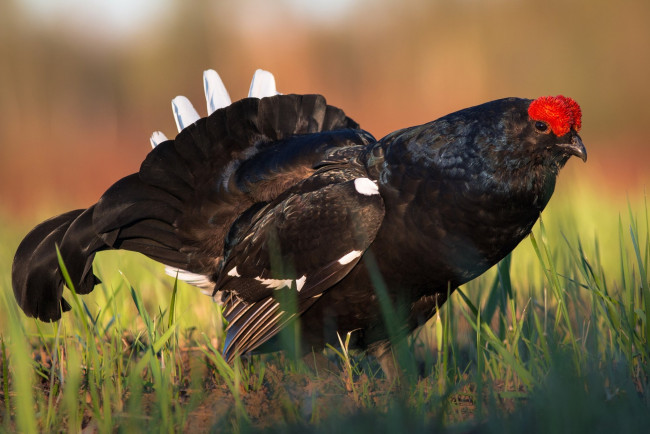 Обои картинки фото тетерев, животные, глухари,  тетерева, косач, птица, трава