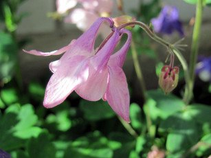 обоя цветы, аквилегия , водосбор, розовая, аквиления