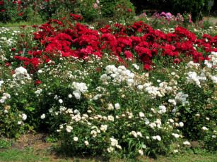 Картинка цветы розы кусты