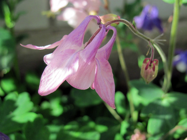 Обои картинки фото цветы, аквилегия , водосбор, розовая, аквиления