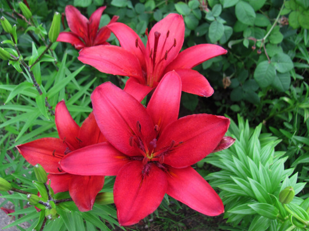 Обои картинки фото цветы, лилии,  лилейники