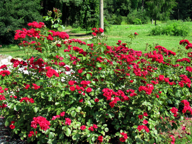 Обои картинки фото цветы, розы, куст