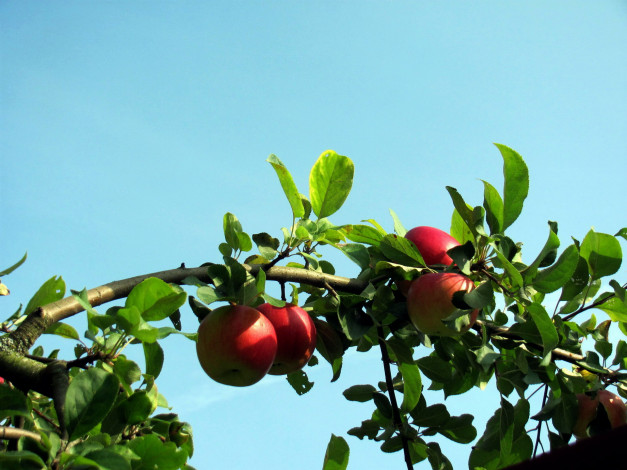 Обои картинки фото природа, плоды, ветка, яблоки