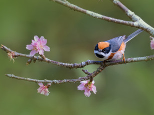 Картинка животные птицы птица