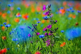 Картинка цветы луговые+ полевые +цветы луг