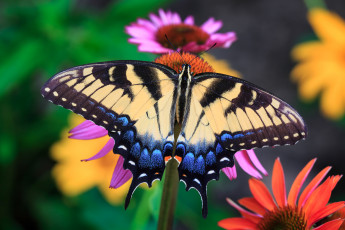 Картинка животные бабочки +мотыльки +моли бабочка