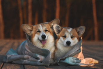 Картинка животные собаки