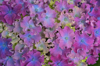 обоя цветы, гортензия