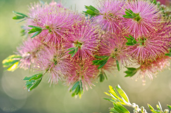 обоя цветы, каллистемон, розовые