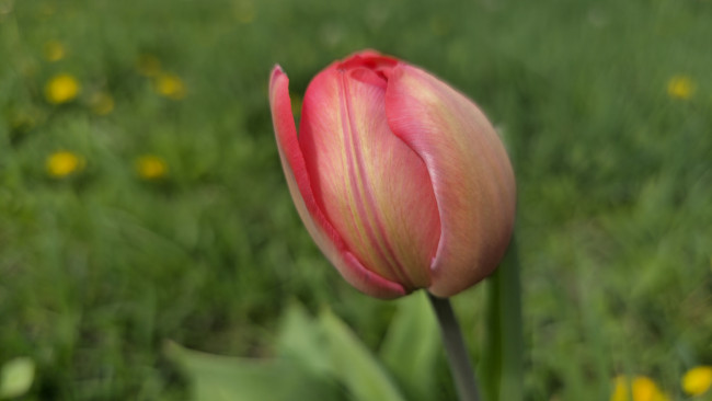 Обои картинки фото цветы, тюльпаны, тюльпан