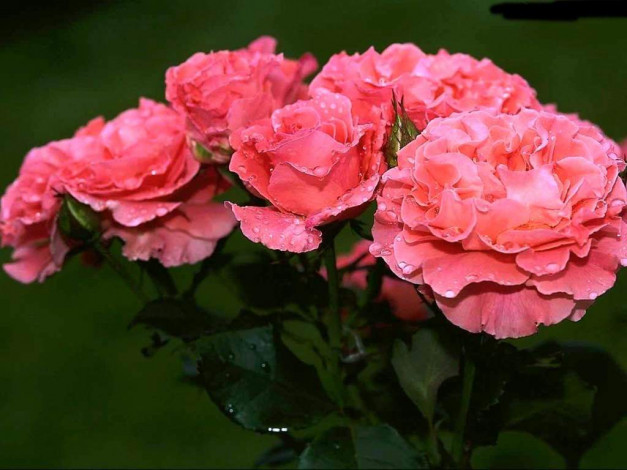 Обои картинки фото цветы, розы