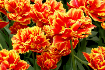 Картинка цветы тюльпаны