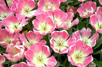 Картинка цветы тюльпаны