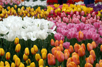 Картинка цветы тюльпаны