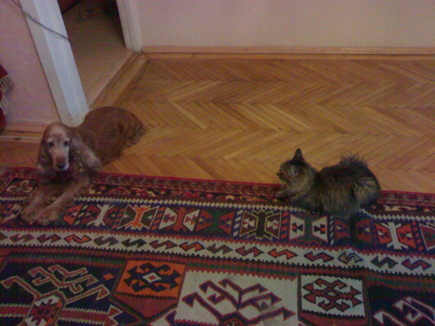 Обои картинки фото животные, разные, вместе